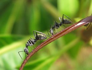 mrówki wogrodzie
